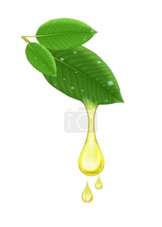 Illustration for Drop fresh green Kratom leaf (Mitragyna speciosa). Plant herbal alternative, narcotics, painkiller. Medical concept. Realistic 3D vector. Isolated on white background. - Royalty Free Image