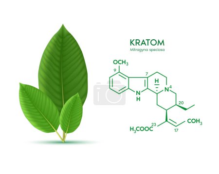 Illustration for Fresh green Kratom leaf (Mitragyna speciosa) Chemical Structure of Speciogynine. Plant herbal alternative, narcotics, painkiller. Medical concept. Realistic 3D vector. Isolated on white background. - Royalty Free Image