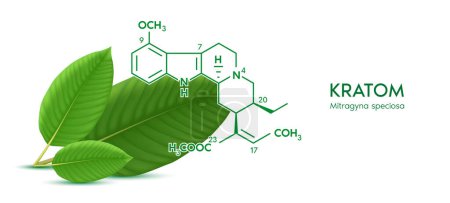 Feuille de kratom vert frais (Mitragyna speciosa) Structure chimique de la spéciogynine. Plante alternative à base de plantes, narcotiques, analgésique. Concept médical. Vecteur 3D réaliste. Isolé sur fond blanc.