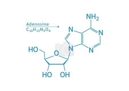 Illustration for Adenosine structural chemical formula. There is a mechanism of action that helps to inhibit abnormal circuits in the heart. Medical and scientific concepts. Isolated on white background. Vector. - Royalty Free Image