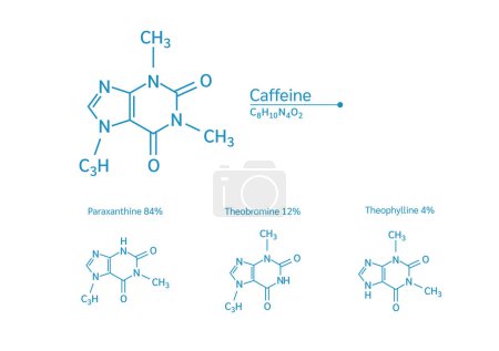 Illustration for Caffeine structural chemical formula and Paraxanthine, Theobromine, Theophylline. Isolated on white background. Caffeine is a central nervous system stimulant. Medical and scientific concepts. Vector. - Royalty Free Image