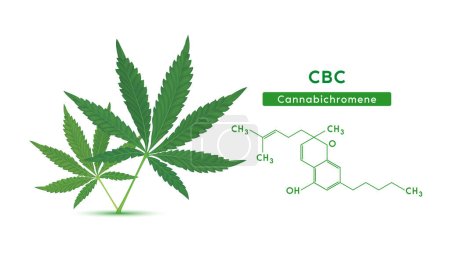 Hojas de marihuana verde y estructura molecular de fórmula química Cannabichromene (CBC) aislado sobre fondo blanco. Vector EPS10. Hierbas alternativas. Conceptos médicos y científicos.