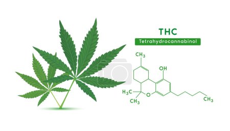 Hojas de marihuana verde y estructura molecular de fórmula química Tetrahidrocannabinol (THC) aislado sobre fondo blanco. Vector EPS10. Hierbas alternativas. Conceptos médicos y científicos.