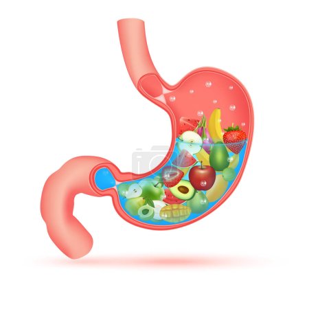 Ilustración de Los mejores alimentos para el sistema digestivo, fuerte carácter estomacal saludable. Rayos X mostrando fruta y verdura dentro del estómago humano. Concepto de alimentación médica y sanitaria. Ilustración vectorial 3D. - Imagen libre de derechos