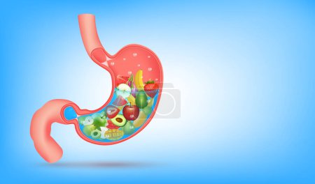 Illustration for Best foods for digestive system, Strong healthy stomach character. X Ray showing fruit and vegetable inside human stomach. Medical and healthcare food eating concept. 3D Vector illustration. - Royalty Free Image