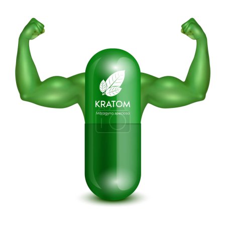 Illustration for Fresh green Kratom leaf (Mitragyna speciosa) Green capsule with arms showing strong muscles powerful. Herbal product alternative, narcotics, painkiller. Medical concept. Realistic 3D vector. - Royalty Free Image
