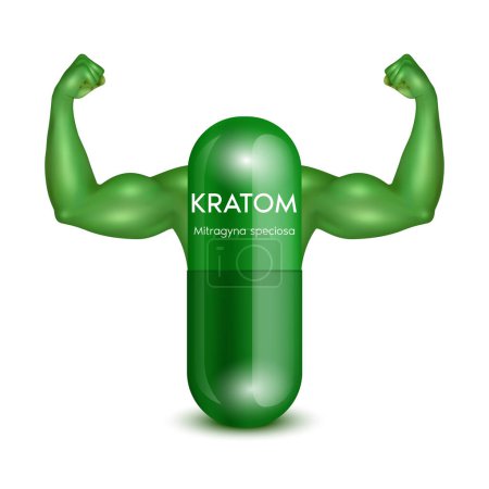 Illustration for Fresh green Kratom leaf (Mitragyna speciosa) Green capsule with arms showing strong muscles powerful. Herbal product alternative, narcotics, painkiller. Medical concept. Realistic 3D vector. - Royalty Free Image