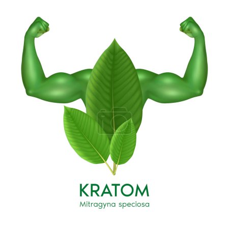Illustration for Fresh green Kratom leaf (Mitragyna speciosa) With arms showing strong muscles powerful. Herbal product alternative, narcotics, painkiller. Medical concept. Realistic 3D vector. - Royalty Free Image