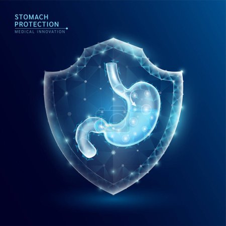 Illustration for Human stomach anatomy organ translucent low poly triangle inside shield futuristic glowing. On dark blue background. Immunity protection medical innovation concept. Vector EPS10. - Royalty Free Image