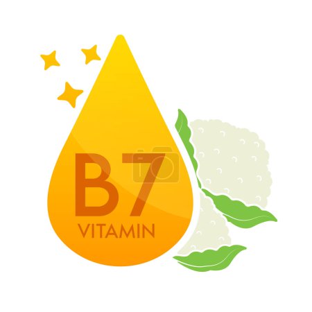 Ilustración de Icono de vitamina B7 naranja con coliflor. Forma suero de gota línea simple aislado sobre un fondo blanco. Diseño para uso en medios impresos. Símbolo de suplemento alimenticio médico. Vector EPS10. - Imagen libre de derechos