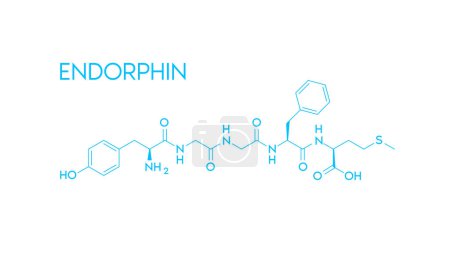 Illustration for Endorphin structural chemical formula isolated on white background. Hormone in human brain. Medical scientific concepts. Vector EPS10 illustration. - Royalty Free Image