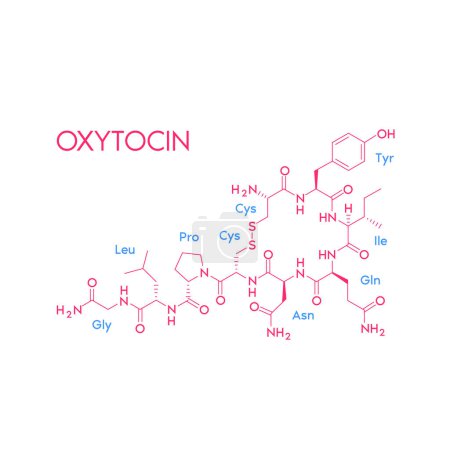 Illustration for Oxytocin structural chemical formula isolated on white background. Hormone in human brain. Medical scientific concepts. Vector EPS10 illustration. - Royalty Free Image