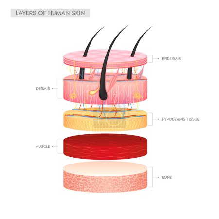 Illustration for Hair dermis epidermis adipose layers, hypodermis tissue, fat cells and muscle with bone. Layer of the human anatomy skin. Skin health care concept medical diagram infographic. Isolated 3D vector. - Royalty Free Image