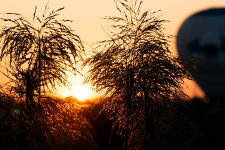 Foto de El sol en la salida detrás de un globo de aire caliente y hierba durante una hora dorada amanecer - Imagen libre de derechos