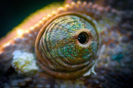 Photo for Chameleon eye close up macro shot - Royalty Free Image