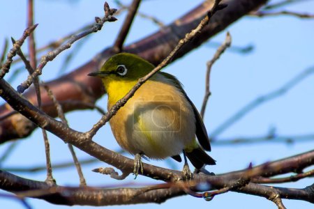 Photo for A Japanese white eye bird also known as warbling white eye perching on a branch of a cherry blossom tree - Royalty Free Image