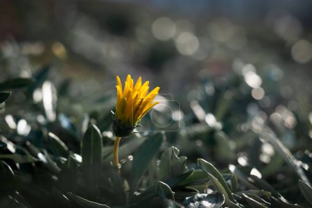 Foto de Una flor amarilla a punto de florecer aislada - Imagen libre de derechos