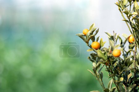 Mini ripe Japanese citrus fruits with copy space.