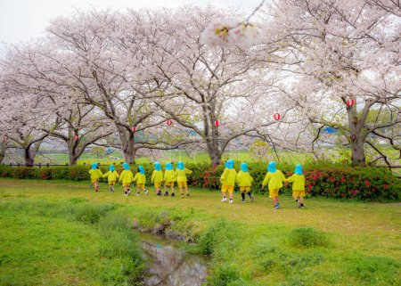 Pre-school kindergarten children walking and strolling underneath the cherry blossom or sakura trees in Japan. 