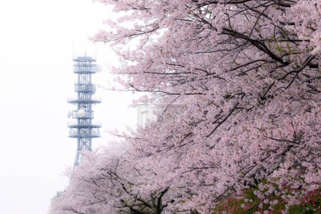 Foto de Flores de sakura de flores de cerezo están en plena floración en Japón con ramas extendidas - Imagen libre de derechos