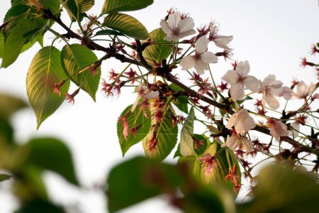 Foto de Las hojas de flor de cerezo brotan mientras las flores y los pétalos caen, lo que indica el cambio de estación de primavera a verano.. - Imagen libre de derechos