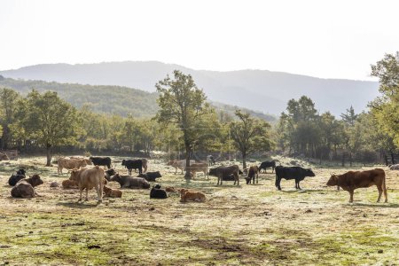 Photo for Cows grazing in the Sierra de Guadarrama, Madrid, with the first colors of autumn - Royalty Free Image