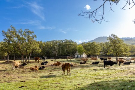 Photo for Cows grazing in the Sierra de Guadarrama, Madrid, with the first colors of autumn - Royalty Free Image