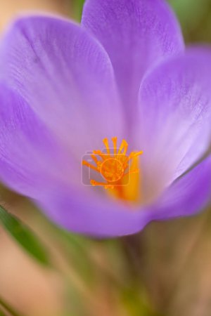 Photo for Colchicum autumnale flowers in the Sierra de Guadarrama mountains in Madrid - Royalty Free Image