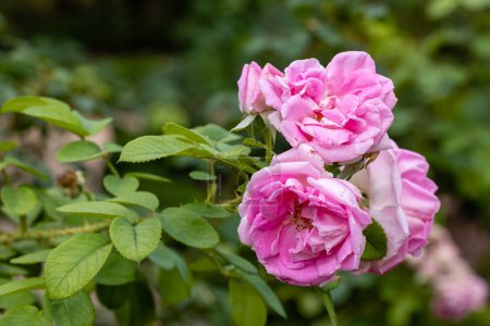 Foto de Rose Conrad Ferdinand Meyer florece en un jardín - Imagen libre de derechos
