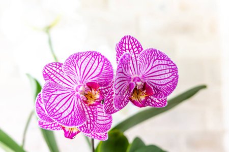 Foto de Hojas de orquídea púrpura en la rama de planta - Imagen libre de derechos