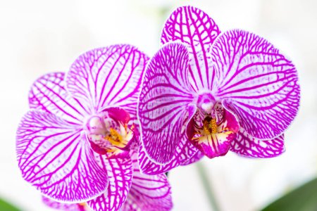 Foto de Hojas de orquídea púrpura en la rama de planta - Imagen libre de derechos