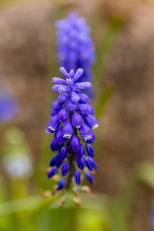Foto de Flores de altramuz azul creciendo en primavera salvaje - Imagen libre de derechos