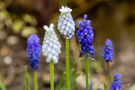 Foto de Hermosa flor azul creciendo en el jardín de cerca - Imagen libre de derechos