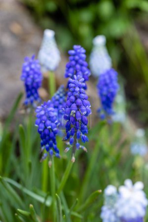 Foto de Racimos de diminutas flores azules en forma de campana del jacinto de uva, o 'Muscari latifolium'. - Imagen libre de derechos