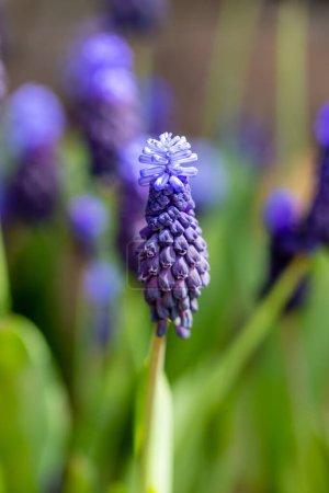 Foto de Racimos de diminutas flores azules en forma de campana del jacinto de uva, o 'Muscari latifolium'. - Imagen libre de derechos
