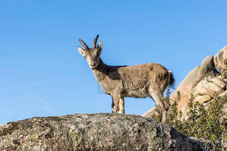 Photo for Mountain goats in the mountains of La Pedriza in the province of Madrid, Spain - Royalty Free Image
