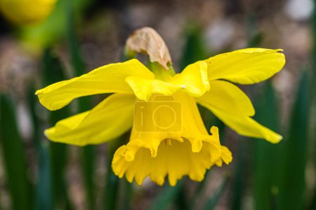 Foto de Narcissus Ice Follies flower grown in a garden in Madrid - Imagen libre de derechos