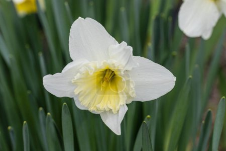 Foto de Narcissus Ice Follies flower grown in a garden in Madrid - Imagen libre de derechos