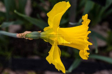 Téléchargez les photos : Narcissus Ice Follies flower grown in a garden in Madrid - en image libre de droit