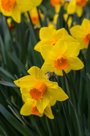 Photo for Narcissus Ice Follies flower grown in a garden in Madrid - Royalty Free Image