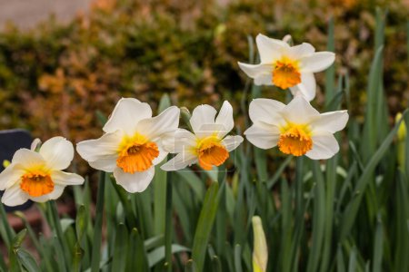 Photo for Narcissus Ice Follies flower grown in a garden in Madrid - Royalty Free Image