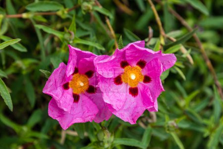 Photo for The Species : Cistus x purpureus Lam of the Cistaceae Family, Showing the Full Bloom of the Common Rockrose, with Selective Focus to the Middle Left Heads of the Flower. - Royalty Free Image