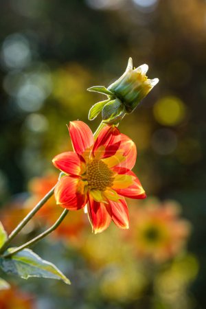Foto de Dahlia pooh, Dahlia flowers cultivated in a garden - Imagen libre de derechos