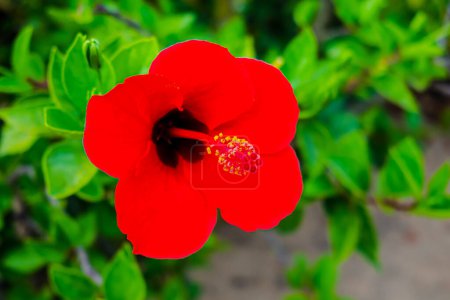 Photo for Hibiscus flowers on the beach of La Barrosa, Cadiz, Spain - Royalty Free Image