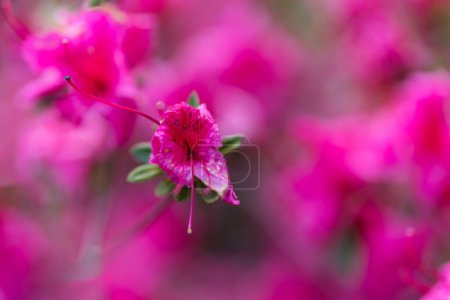 Téléchargez les photos : Rhododendron Malvaticum x Rhododendron kaempferi dans le jardin - en image libre de droit