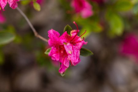 Téléchargez les photos : Rhododendron Malvaticum x Rhododendron kaempferi dans le jardin - en image libre de droit