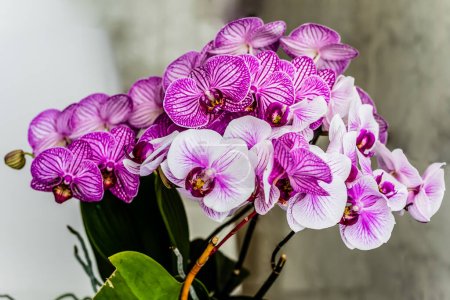 Téléchargez les photos : Orchidée pourpre sur la fenêtre - en image libre de droit