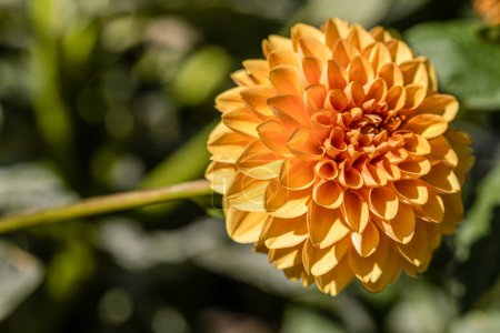 Photo for Dahlia Sylvia cultivated in a garden in Madrid - Royalty Free Image