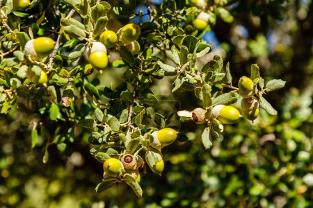 Photo for Oak acorns in la pedriza, sierra de guadarrama, madrid - Royalty Free Image
