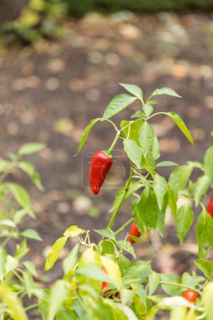 Foto de Serrano pepper grown in an orchard - Imagen libre de derechos